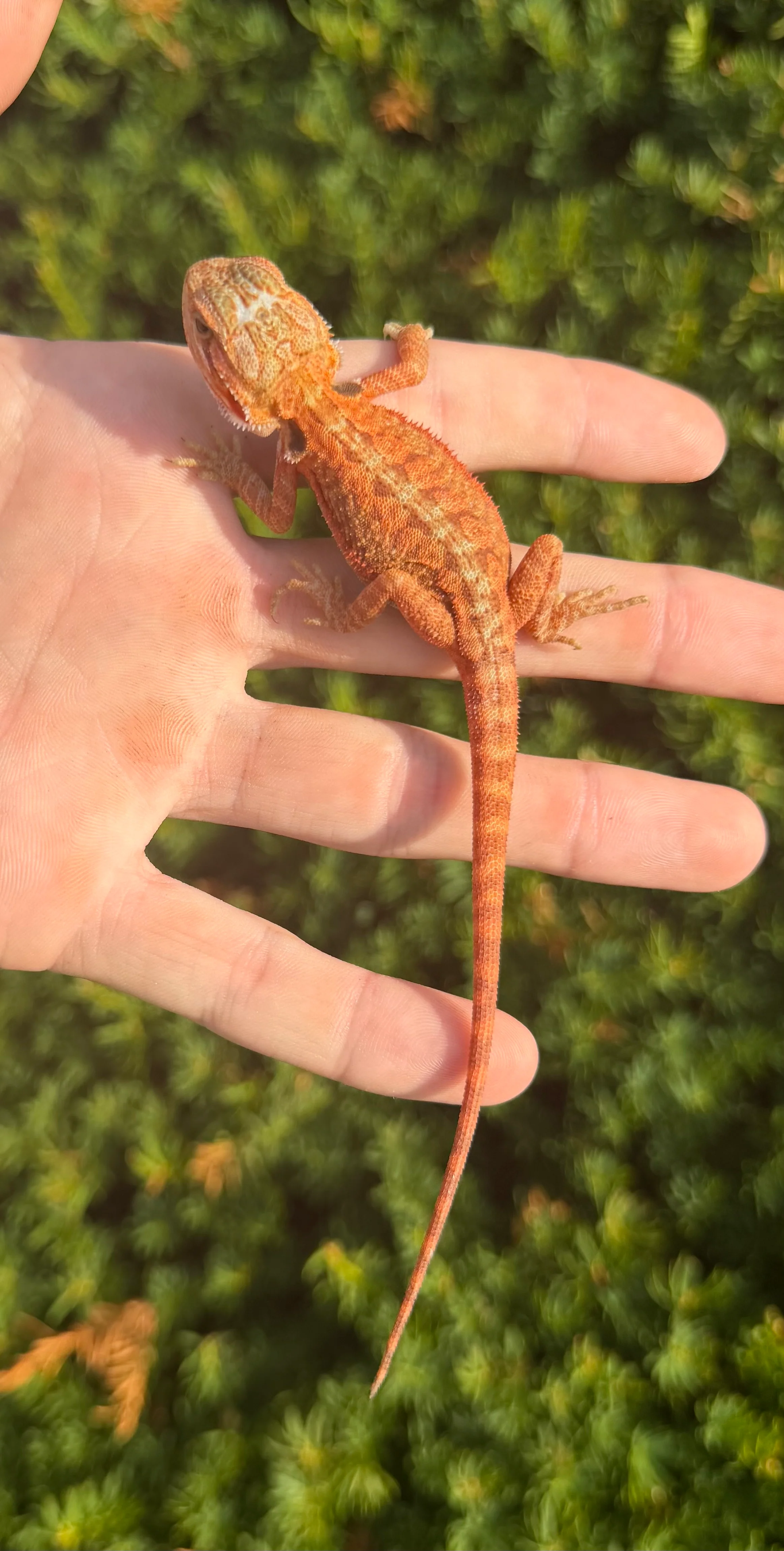 Bearded Dragons