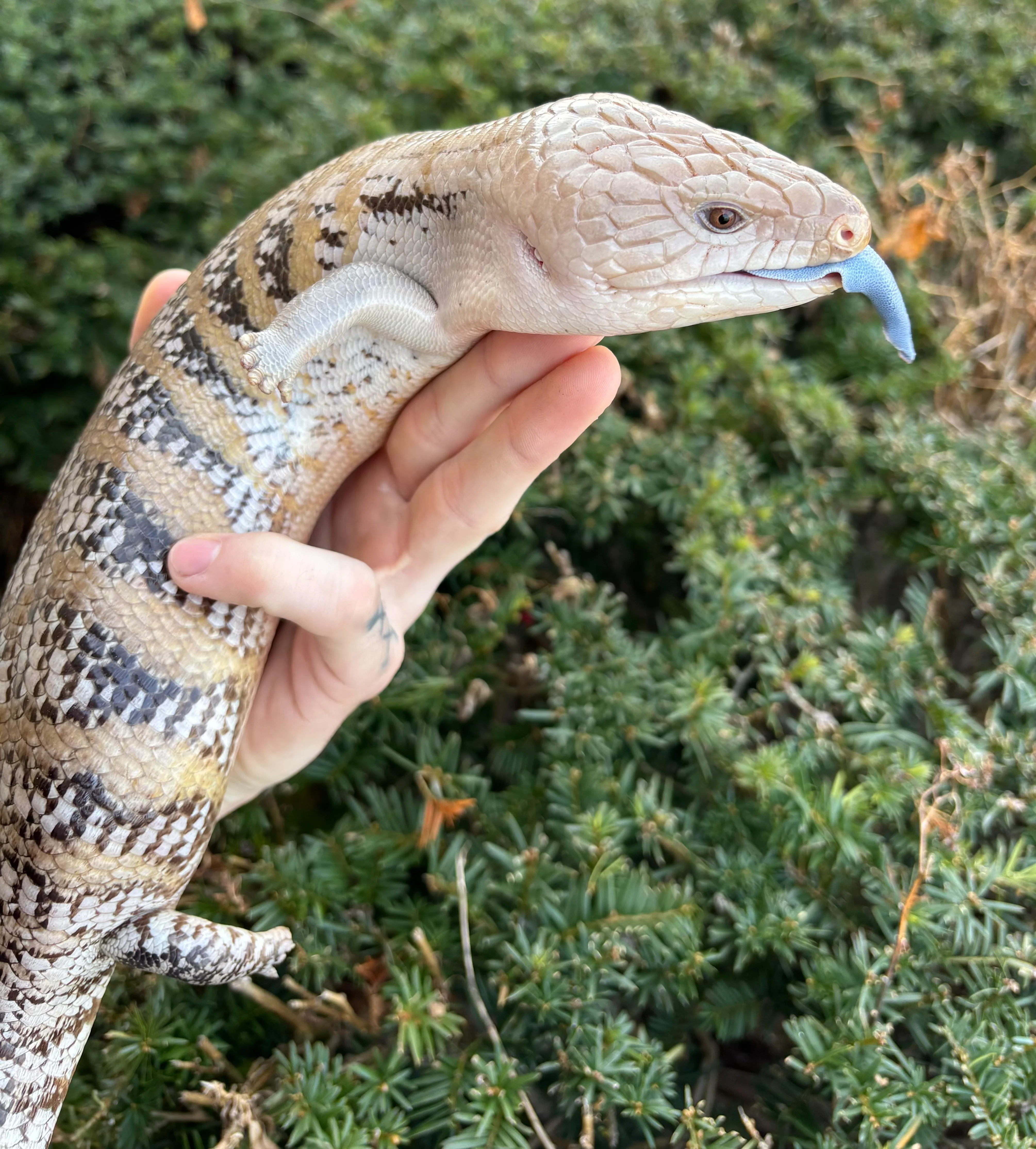 Thumb 2